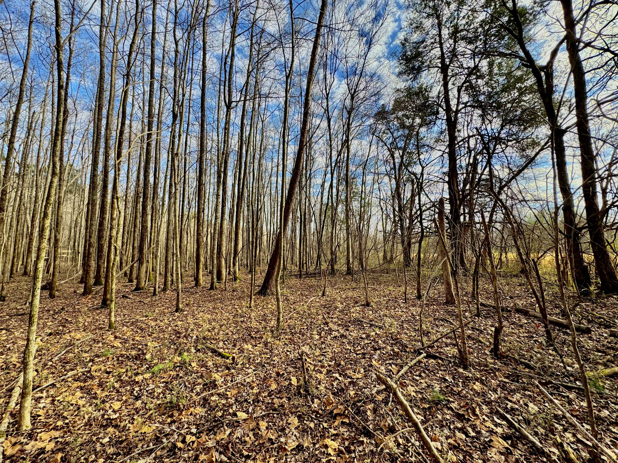 2596 Old Weatherford Creek Road Lutts, TN 38471 - Photo 2 of 15 a view of wooden fence