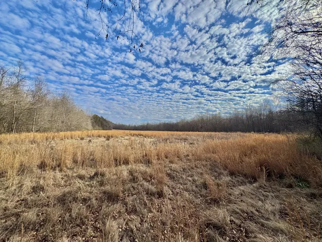 a backyard of a house with a large tree