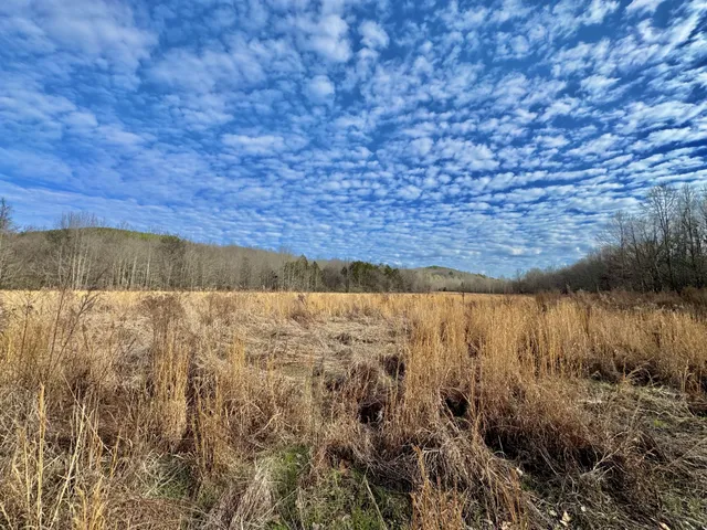 a view of a backyard with large trees