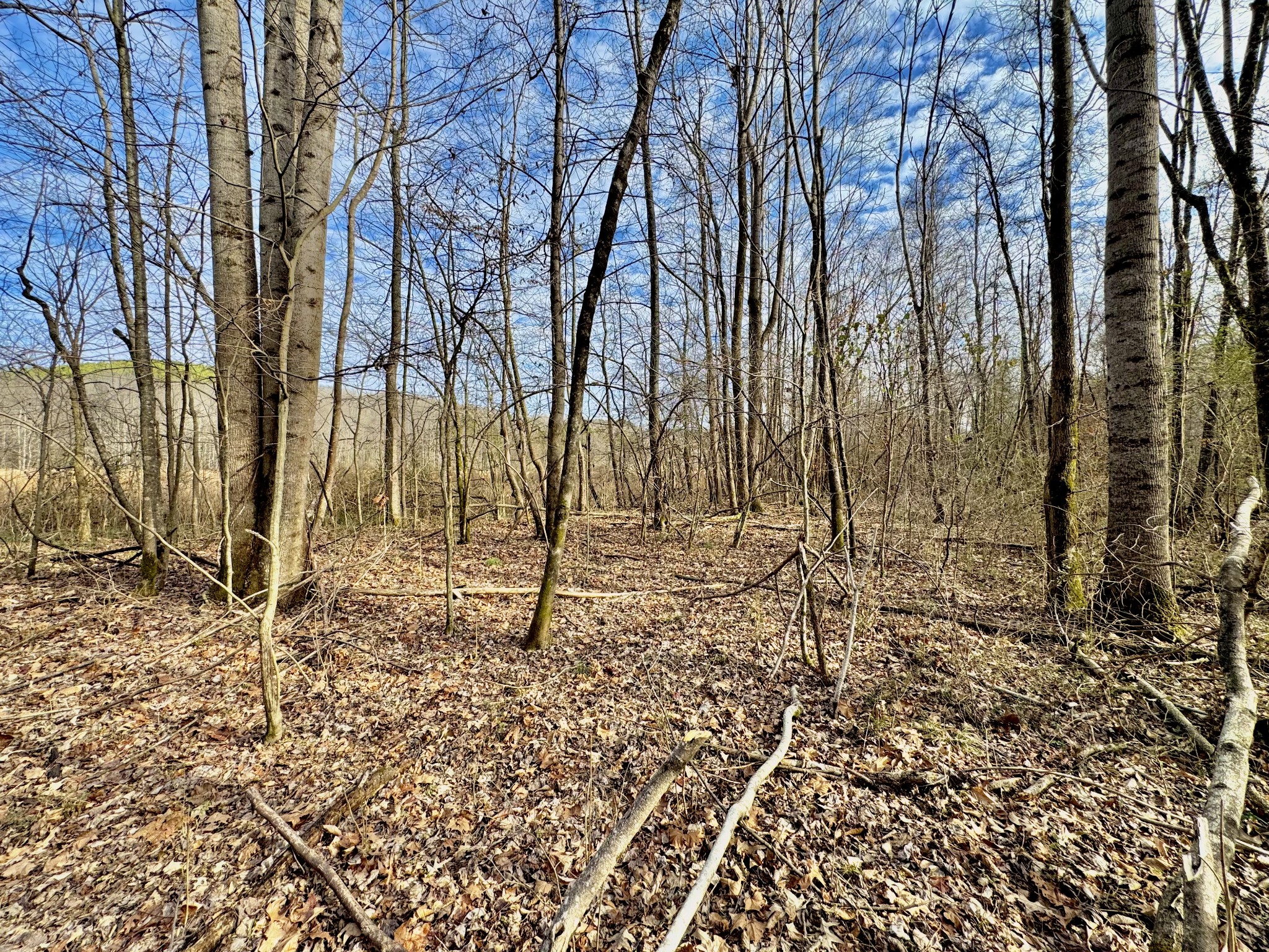 2596 Old Weatherford Creek Road Lutts, TN 38471 - Photo 10 of 15 a view of a backyard of the house