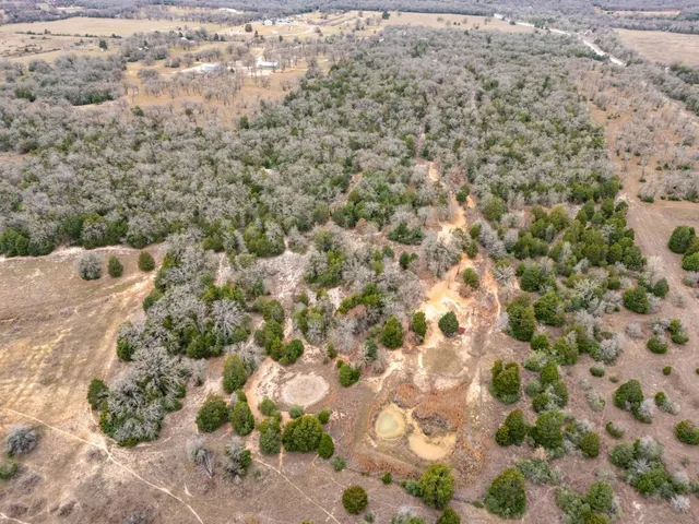 a view of a yard with a plant