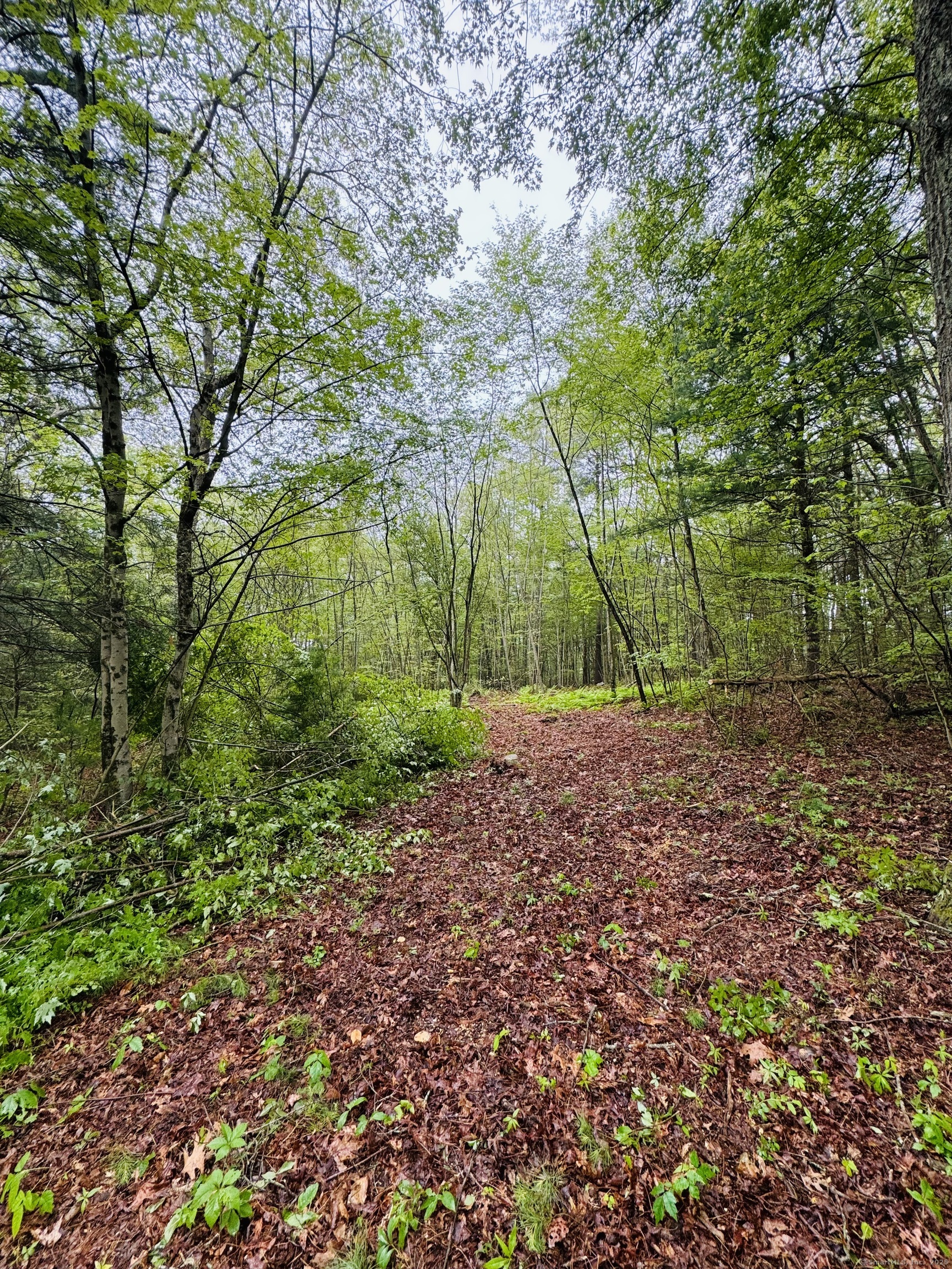 a view of backyard with green space