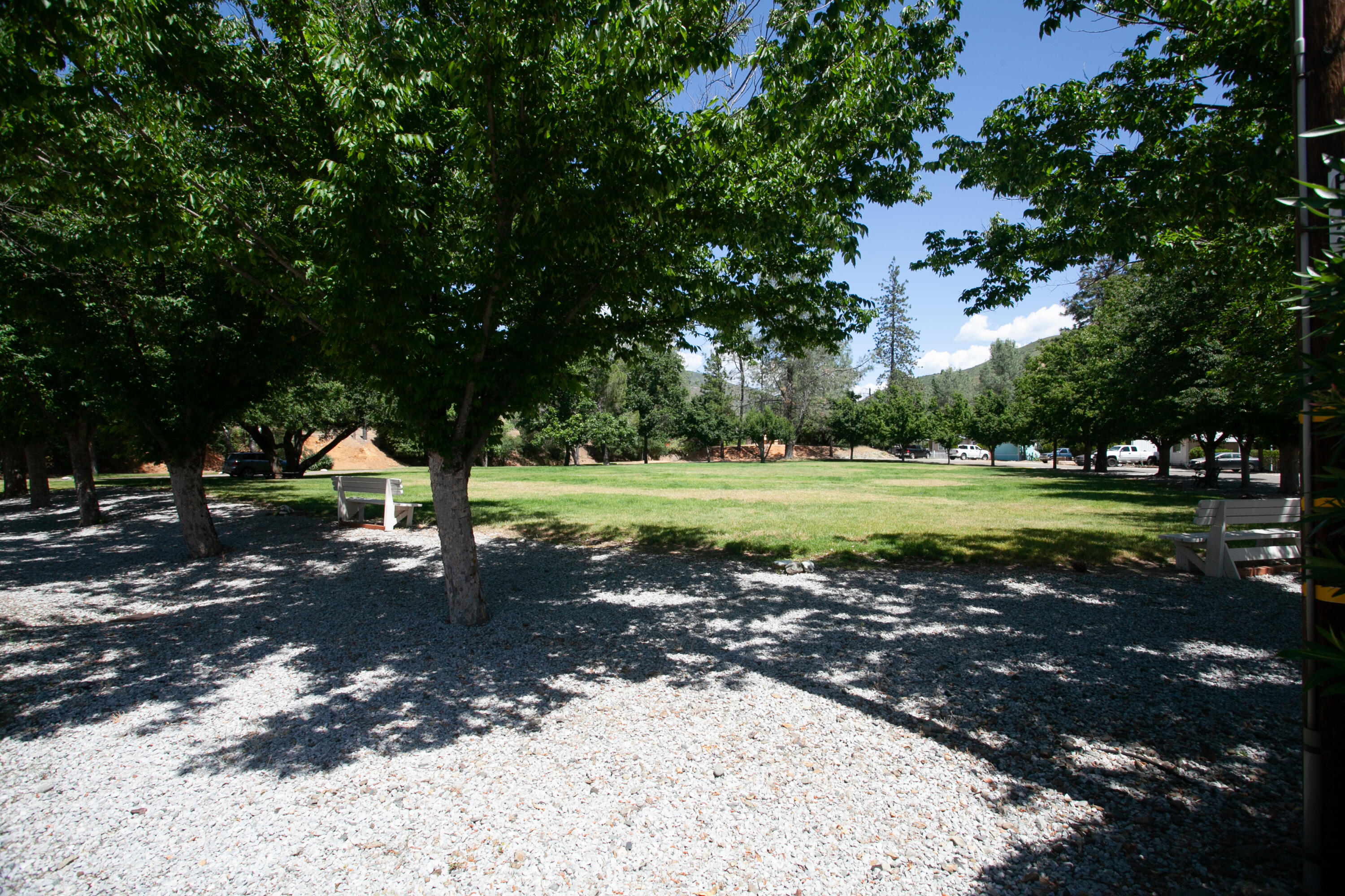 a view of a park with tree s