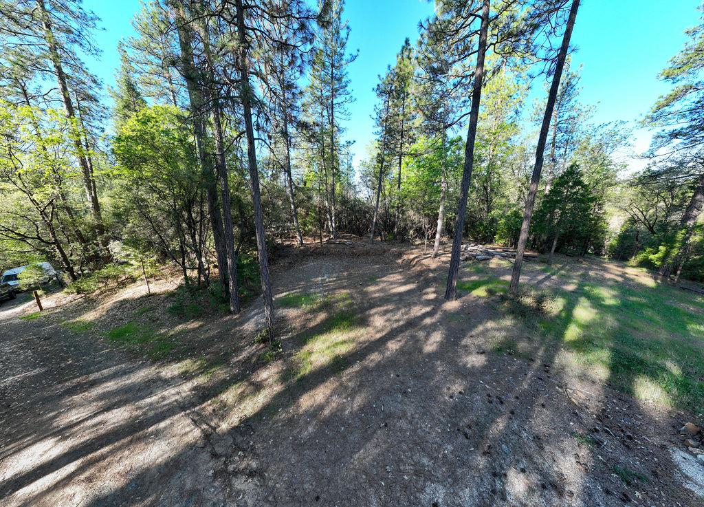 13279 Thoroughbred Loop Grass Valley, CA 95949 - Photo 20 of 33 a view of a forest with trees