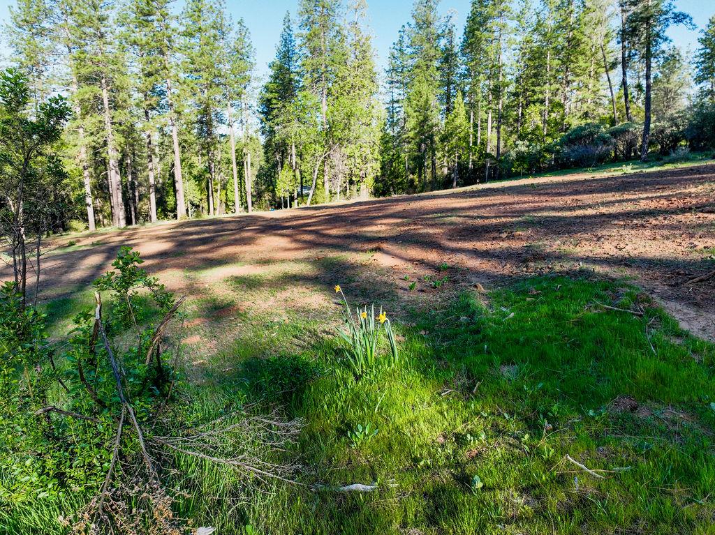 13279 Thoroughbred Loop Grass Valley, CA 95949 - Photo 9 of 33 a view of a yard with large trees