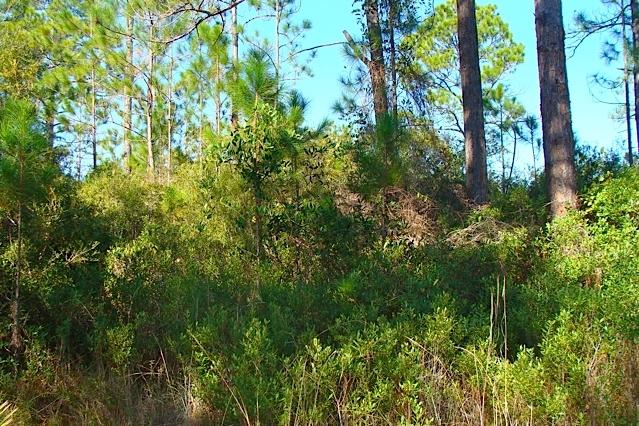 Lot 4 Cord Road Santa Rosa Beach, FL 32459 - Photo 2 of 10 Wooded Lot