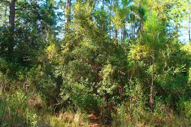 Lot 4 Cord Road Santa Rosa Beach, FL 32459 - Photo 3 of 10 Wooded Lot