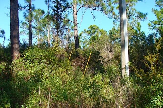 Lot 4 Cord Road Santa Rosa Beach, FL 32459 - Photo 4 of 10 Wooded Lot