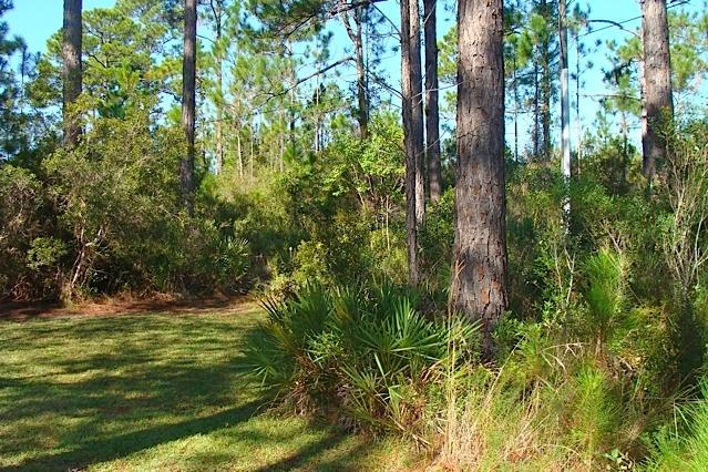 Lot 4 Cord Road Santa Rosa Beach, FL 32459 - Photo 5 of 10 View from Neighbor Toward Lot