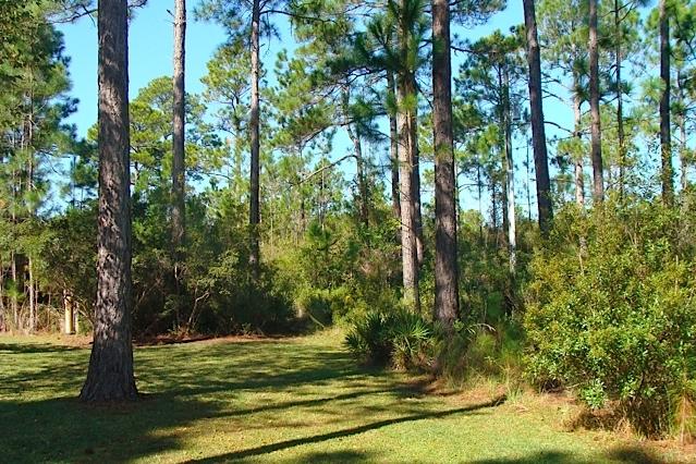 Lot 4 Cord Road Santa Rosa Beach, FL 32459 - Photo 10 of 10 View Toward Lot 4