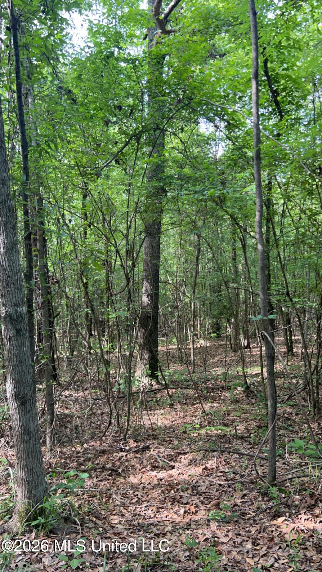 South Pearson Road Pearl, MS 39208 - Photo 15 of 30 IMG_8463