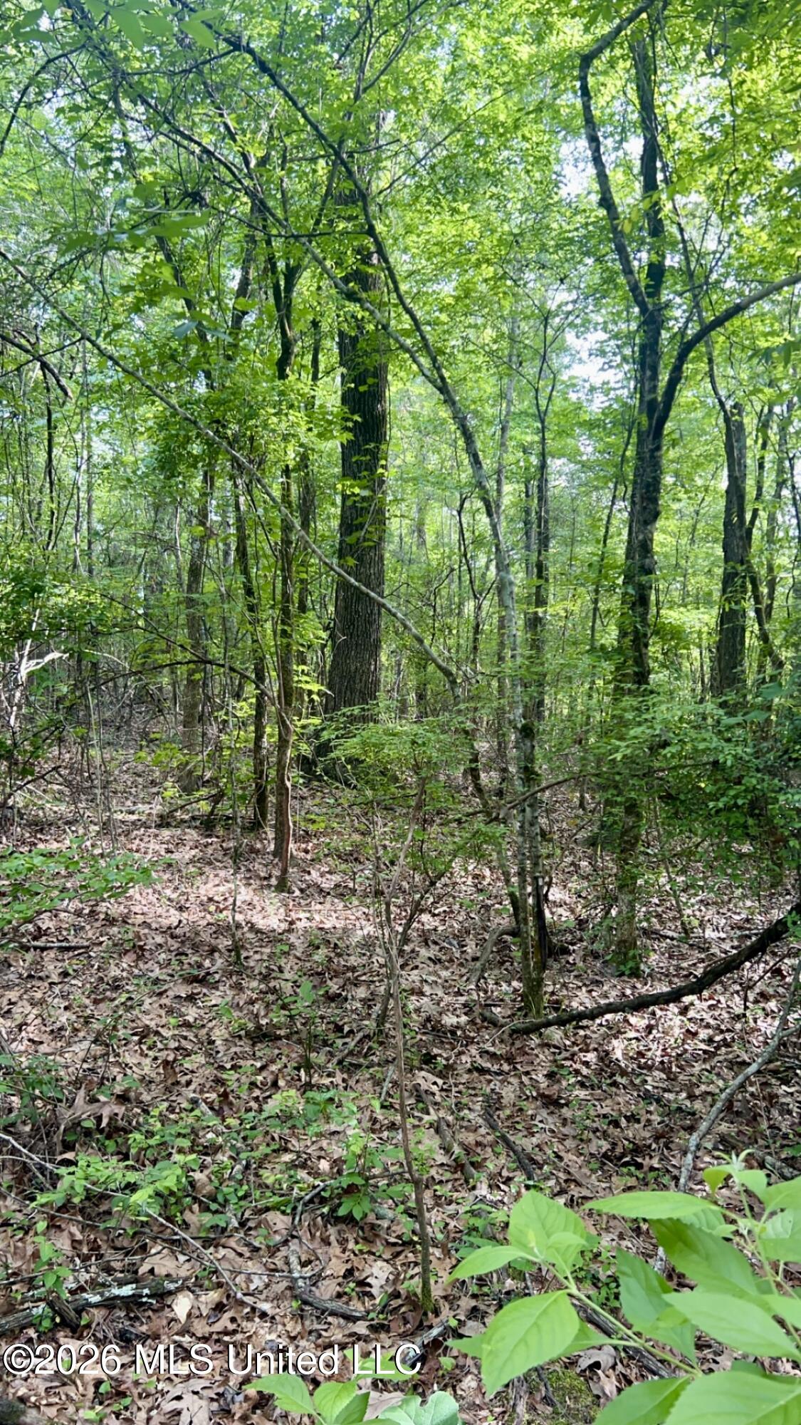 South Pearson Road Pearl, MS 39208 - Photo 16 of 30 IMG_8464