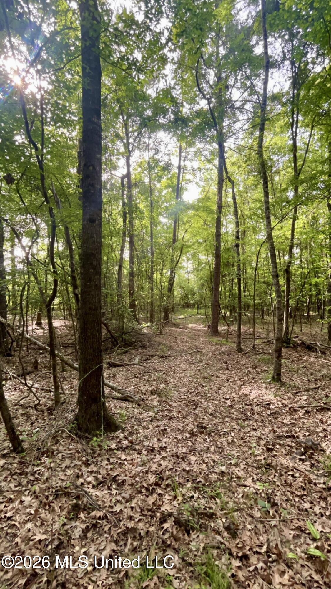 South Pearson Road Pearl, MS 39208 - Photo 17 of 30 IMG_8465