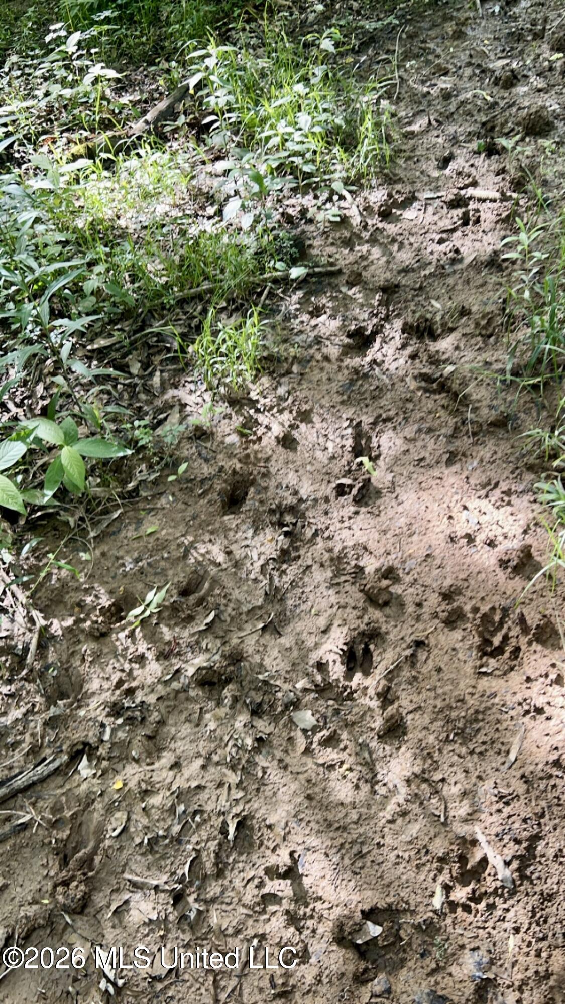 South Pearson Road Pearl, MS 39208 - Photo 21 of 30 IMG_8469