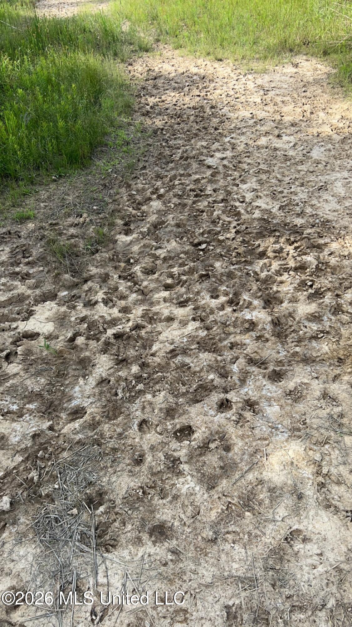 South Pearson Road Pearl, MS 39208 - Photo 22 of 30 IMG_8472