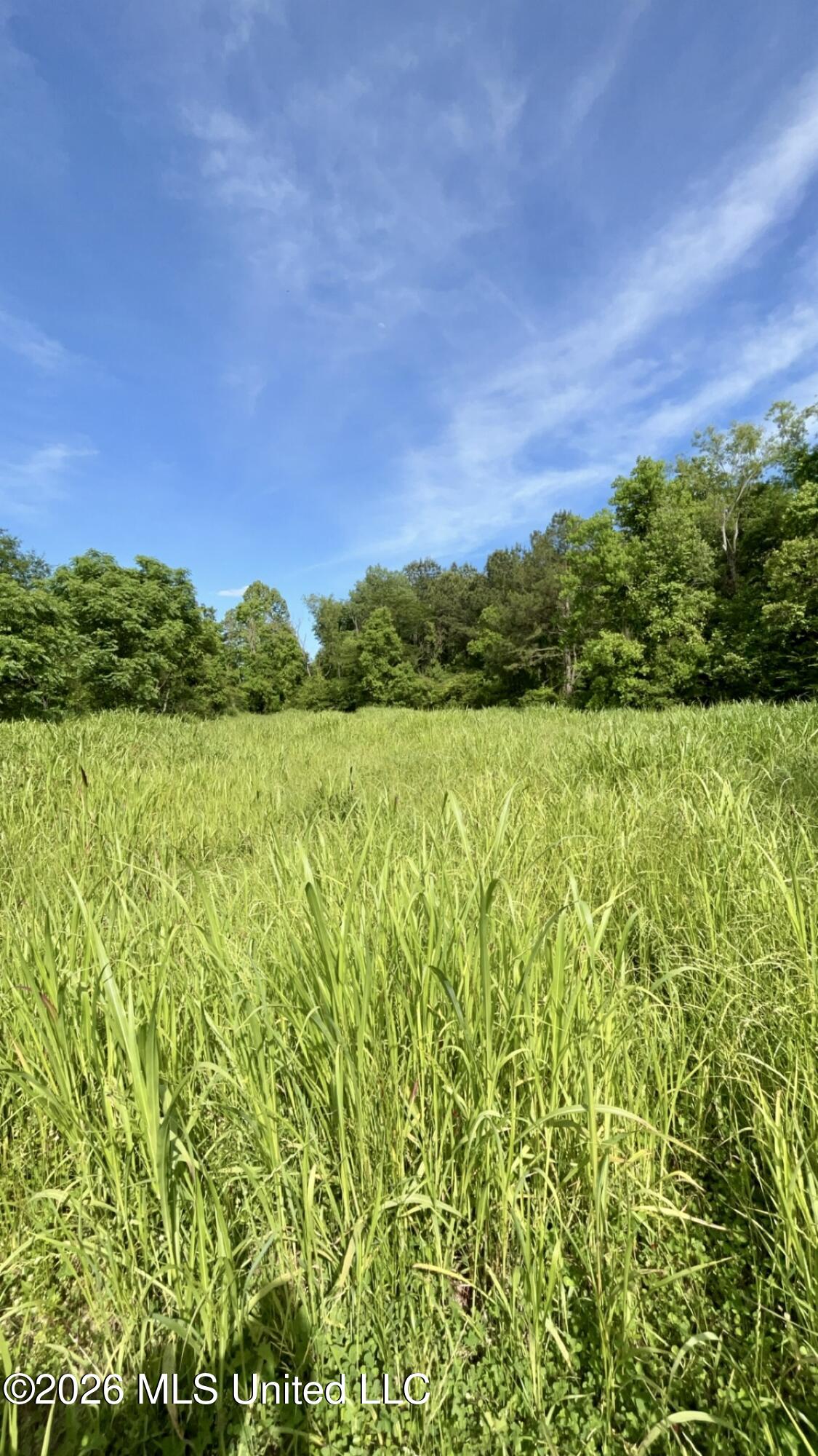 South Pearson Road Pearl, MS 39208 - Photo 10 of 30 IMG_8451