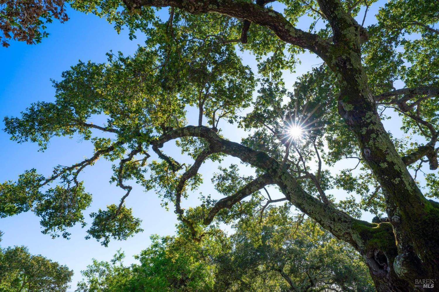 17355 Norrbom Road Sonoma, CA 95476 - Photo 23 of 53