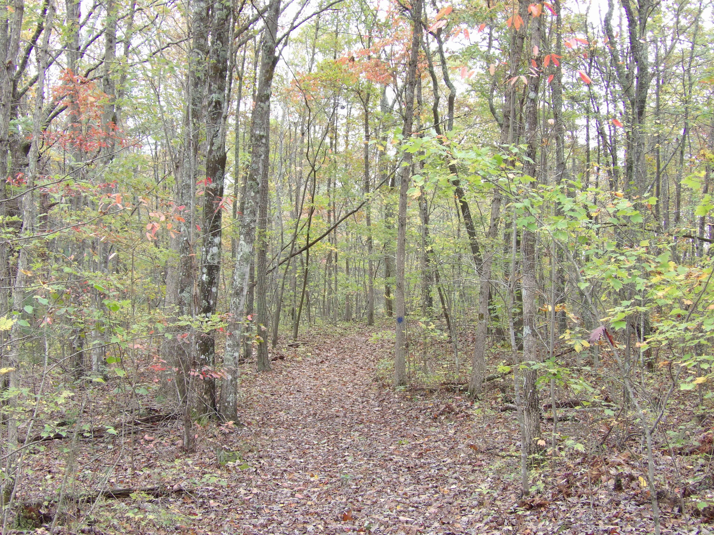 0 Fernhill Road, Unit 65 Pikeville, TN 37367 - Photo 11 of 24 100_1644