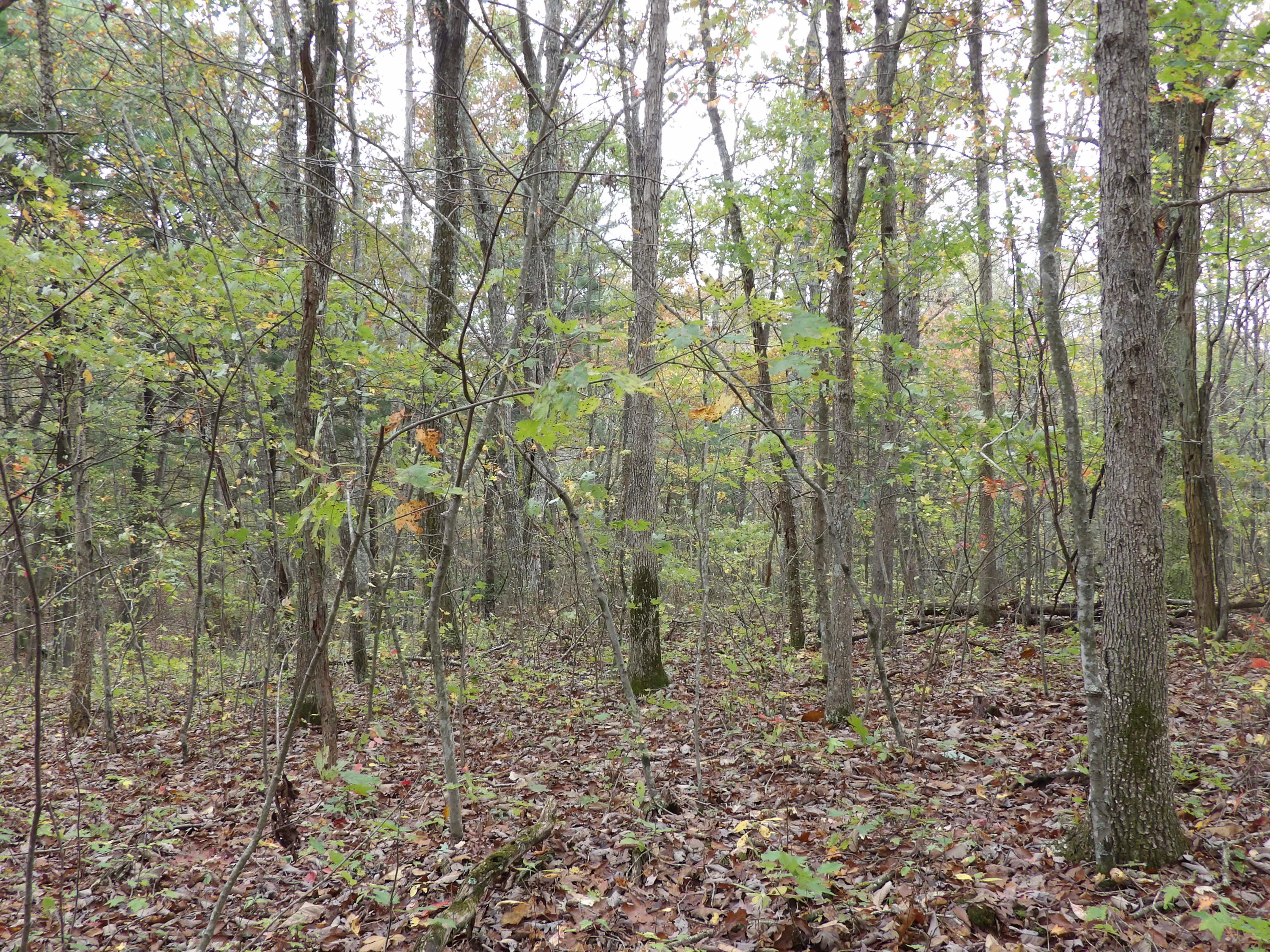 0 Fernhill Road, Unit 65 Pikeville, TN 37367 - Photo 12 of 24 100_1645
