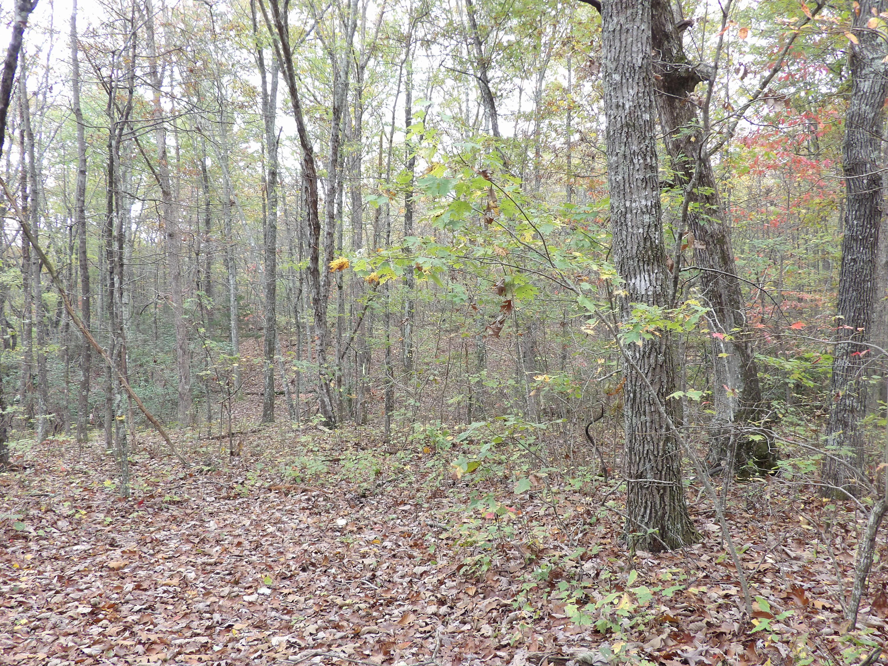 0 Fernhill Road, Unit 65 Pikeville, TN 37367 - Photo 15 of 24 100_1648
