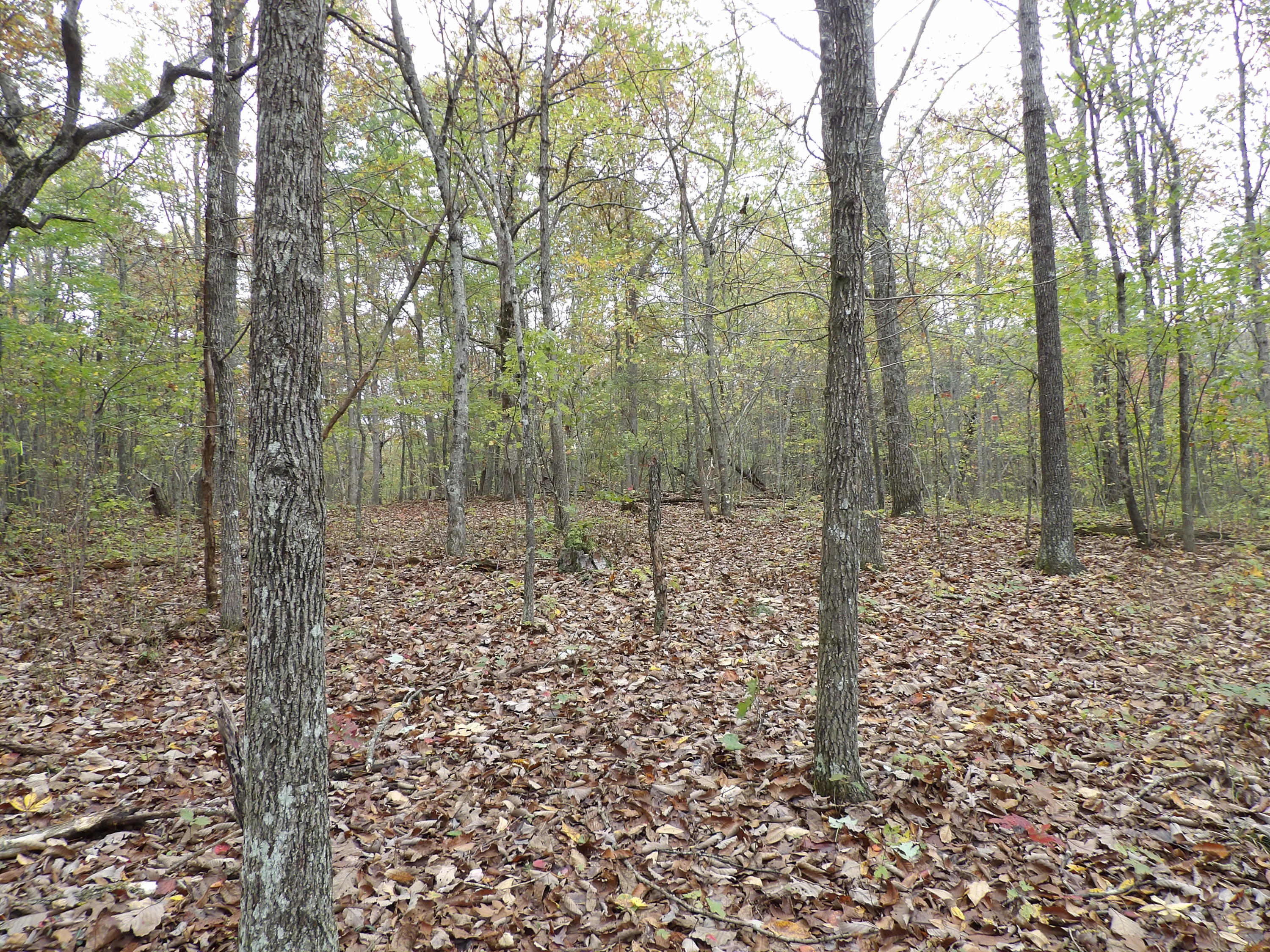 0 Fernhill Road, Unit 65 Pikeville, TN 37367 - Photo 19 of 24 100_1652
