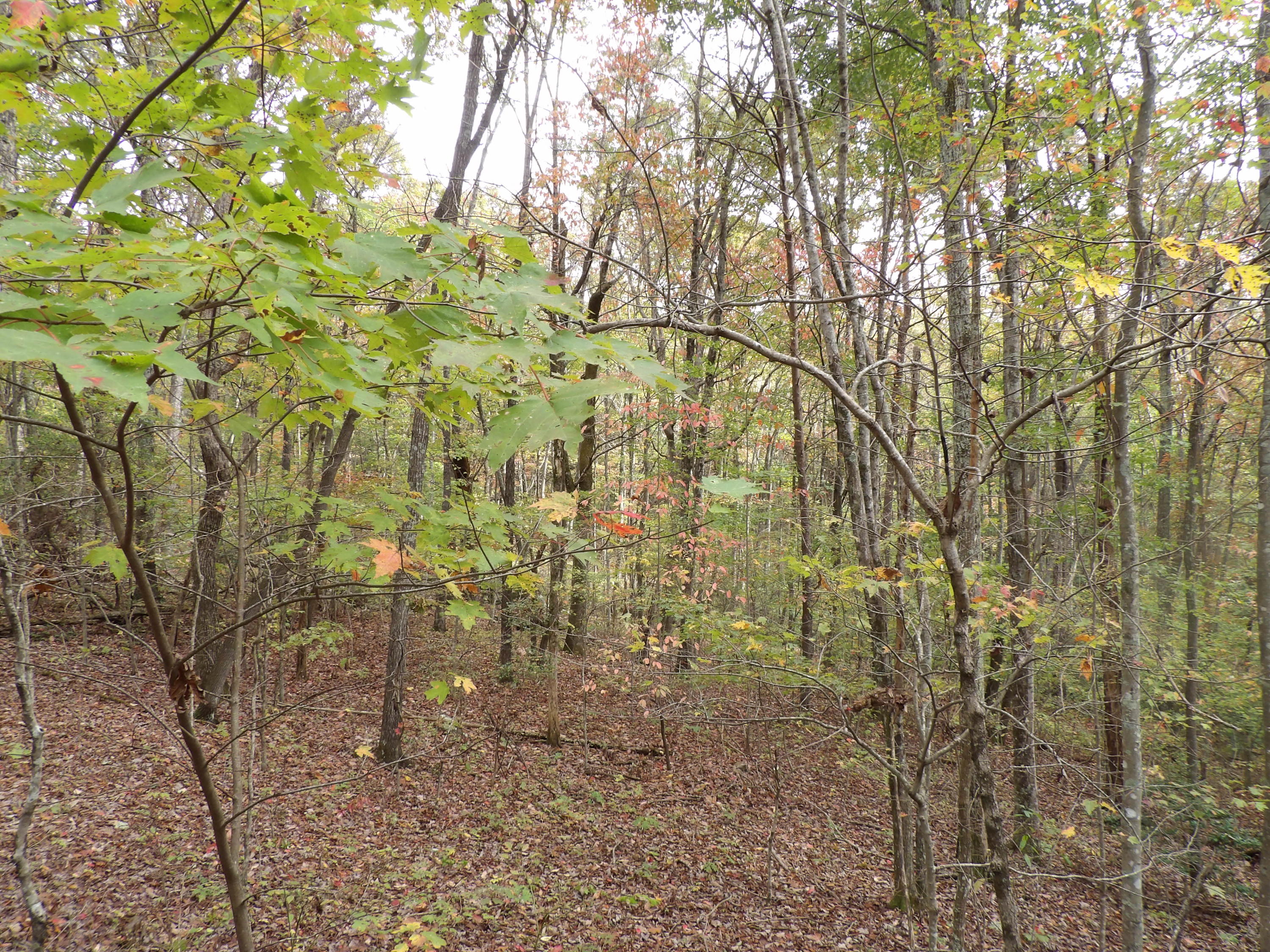 0 Fernhill Road, Unit 65 Pikeville, TN 37367 - Photo 6 of 24 100_1659