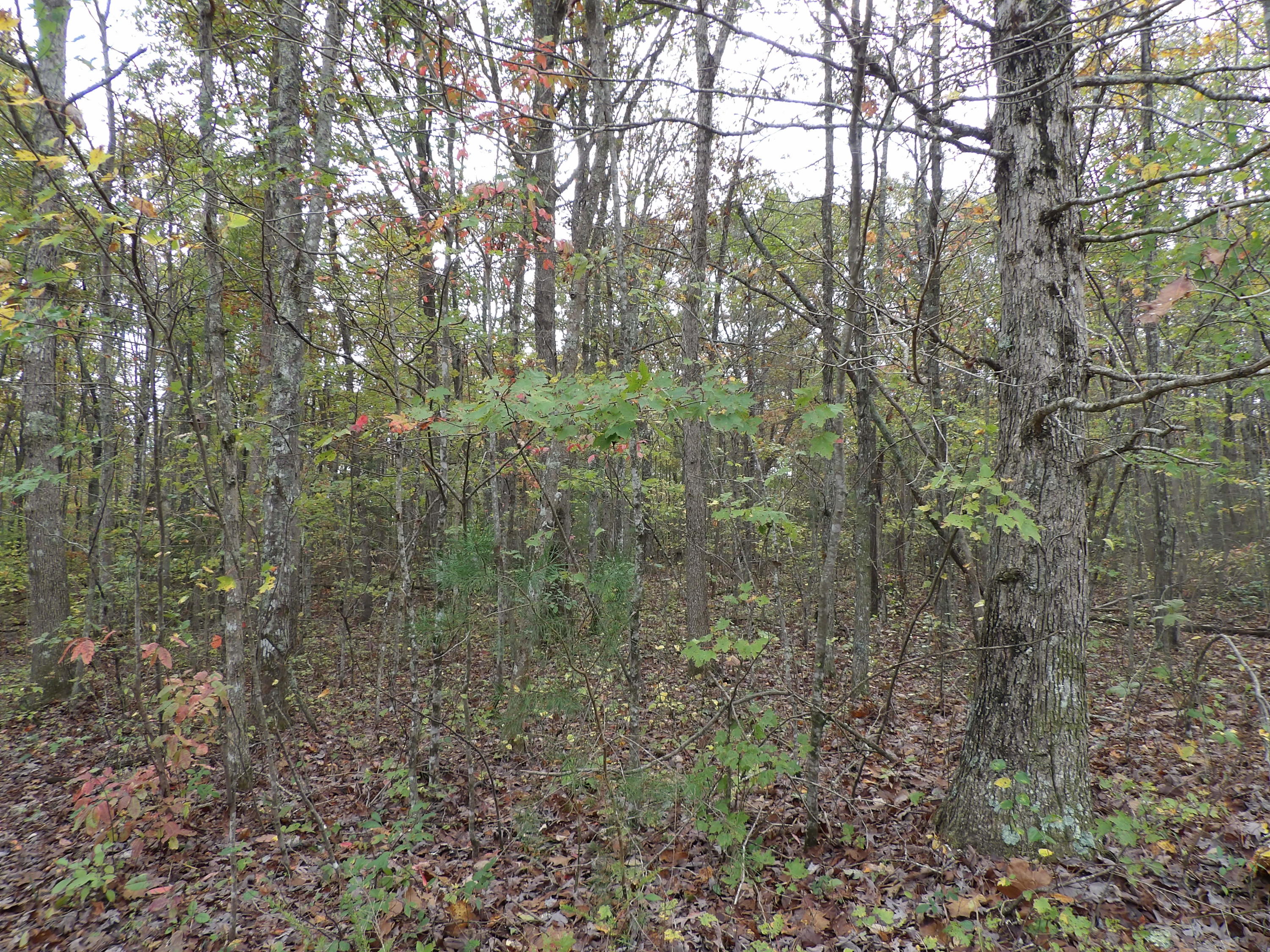 0 Fernhill Road, Unit 65 Pikeville, TN 37367 - Photo 7 of 24 100_1641