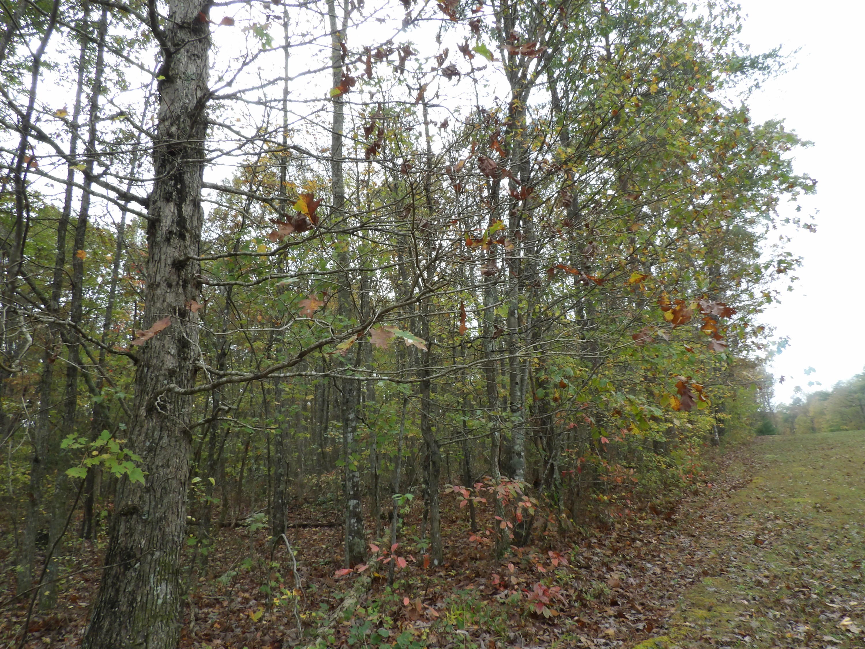 0 Fernhill Road, Unit 65 Pikeville, TN 37367 - Photo 8 of 24 100_1642