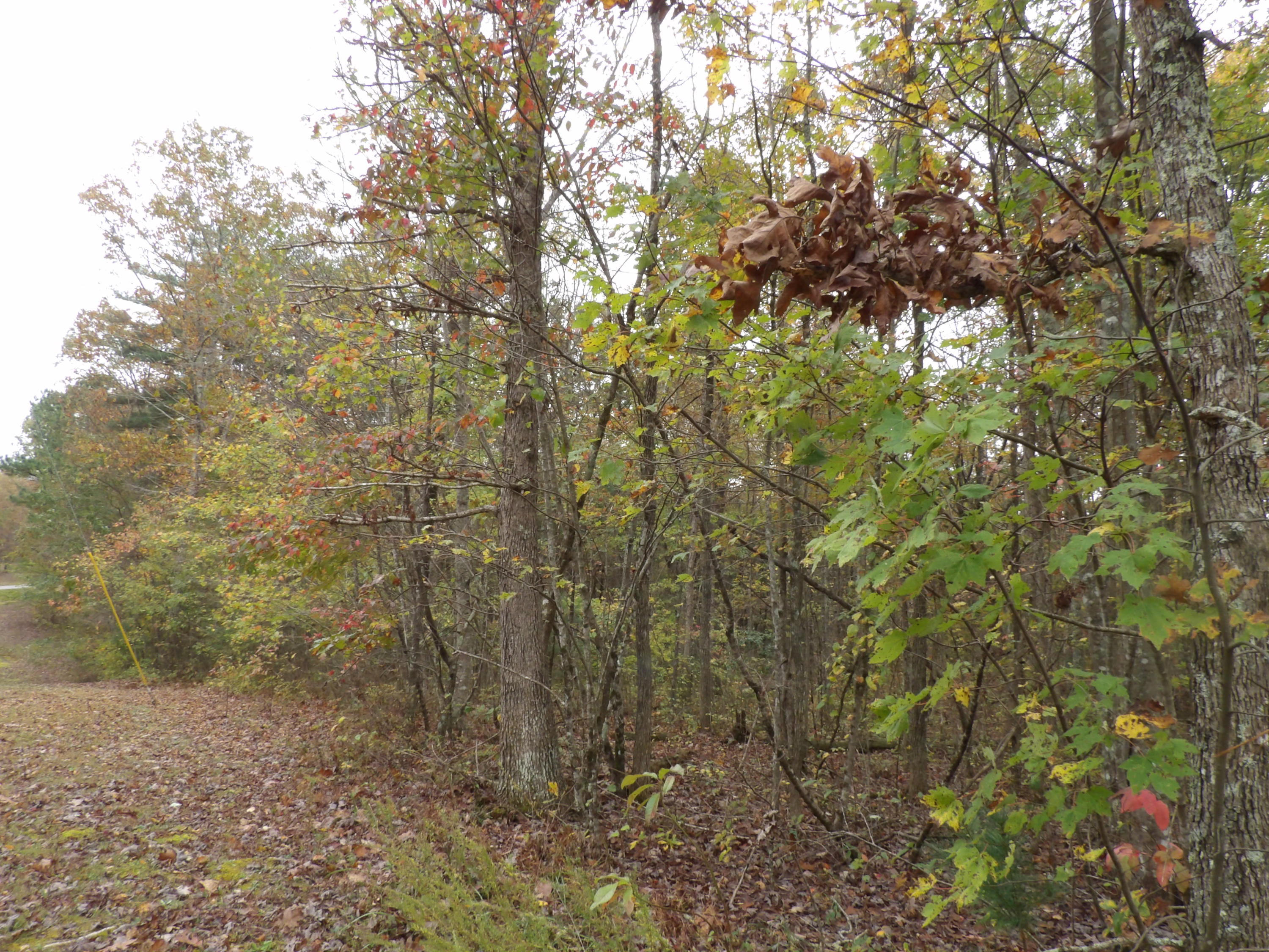 0 Fernhill Road, Unit 65 Pikeville, TN 37367 - Photo 9 of 24 100_1643
