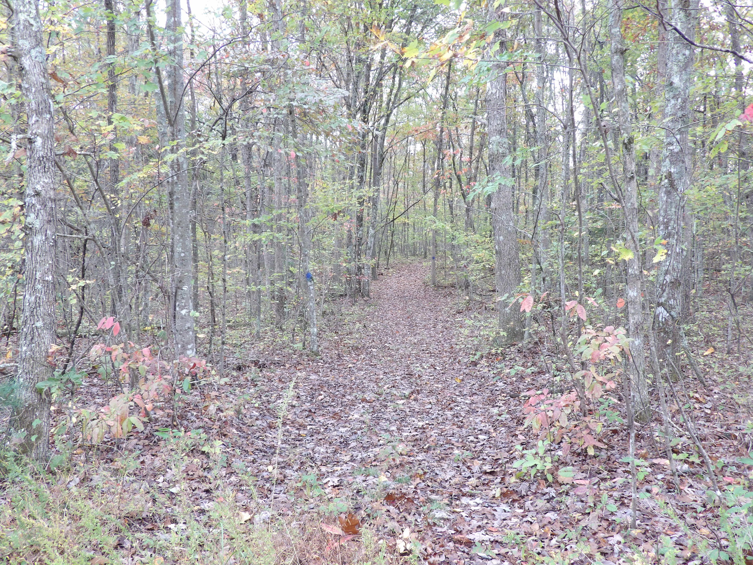 0 Fernhill Road, Unit 65 Pikeville, TN 37367 - Photo 10 of 24 100_1640