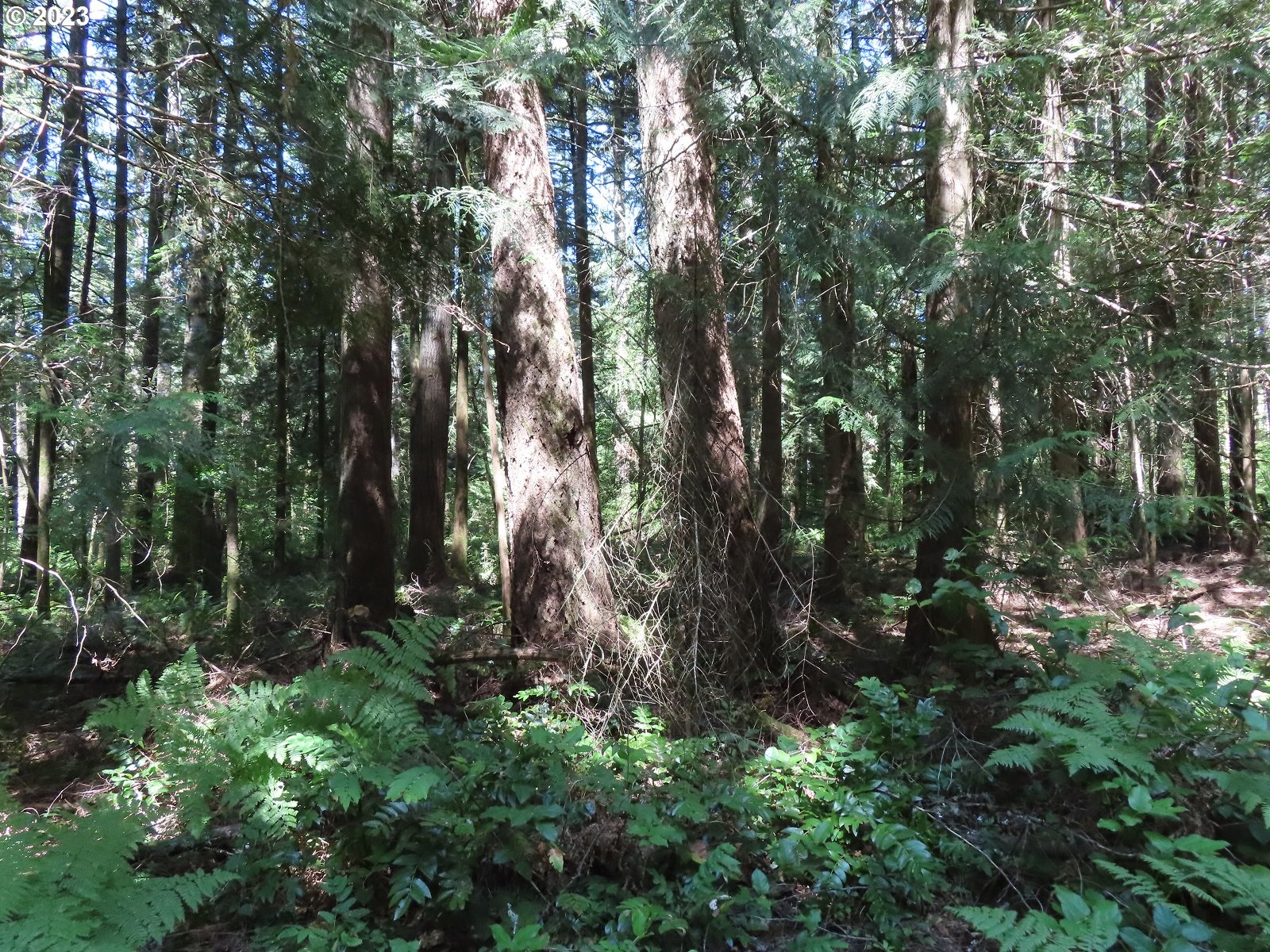 Logan Hill Road Chehalis, WA 98532 - Photo 21 of 26