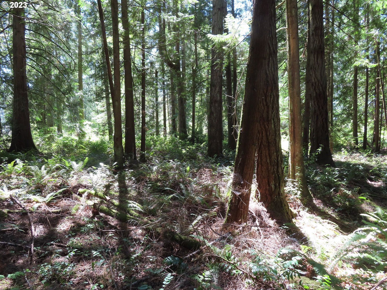 Logan Hill Road Chehalis, WA 98532 - Photo 10 of 26