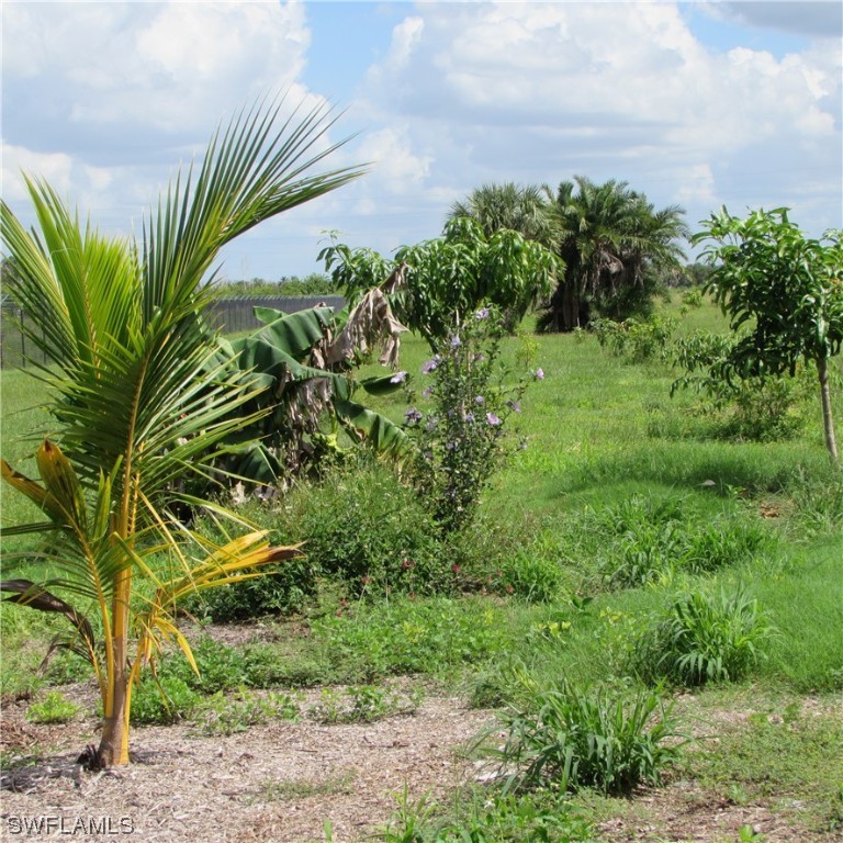 6700 Stringfellow Road St. James City, FL 33956 - Photo 10 of 25 a view of a plant in a garden