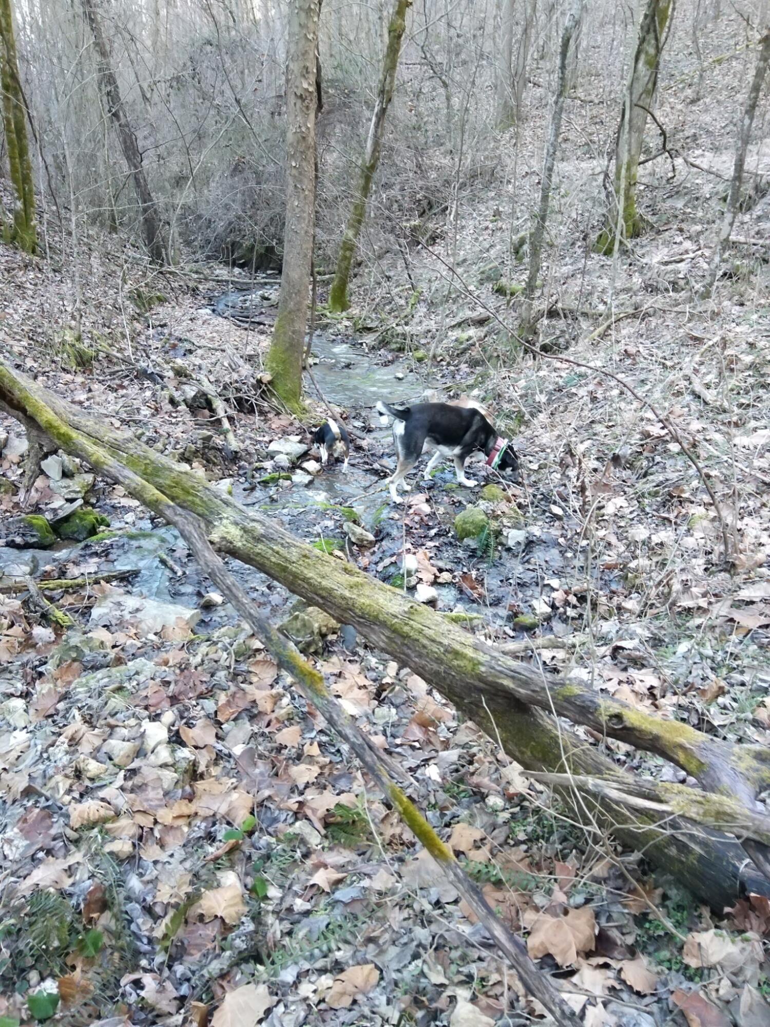 1064 Cathcart Road Dowelltown, TN 37059 - Photo 11 of 43 36