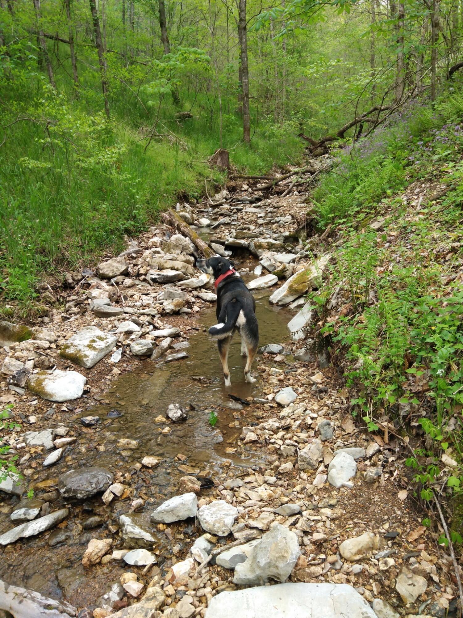 1064 Cathcart Road Dowelltown, TN 37059 - Photo 16 of 43 39