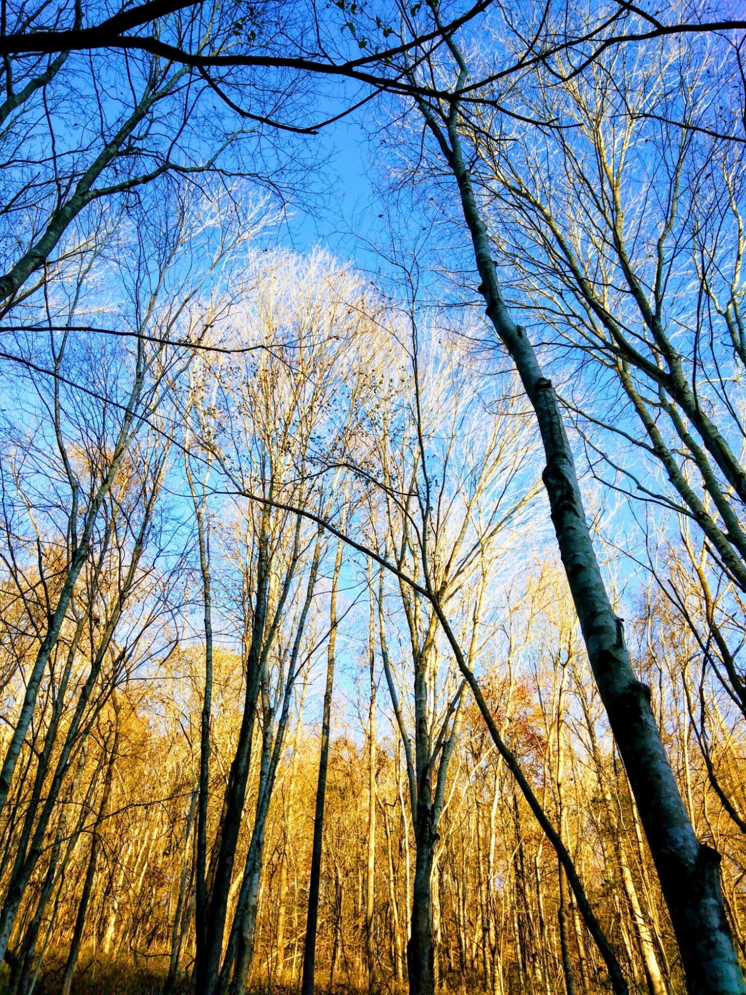 1064 Cathcart Road Dowelltown, TN 37059 - Photo 8 of 43 33