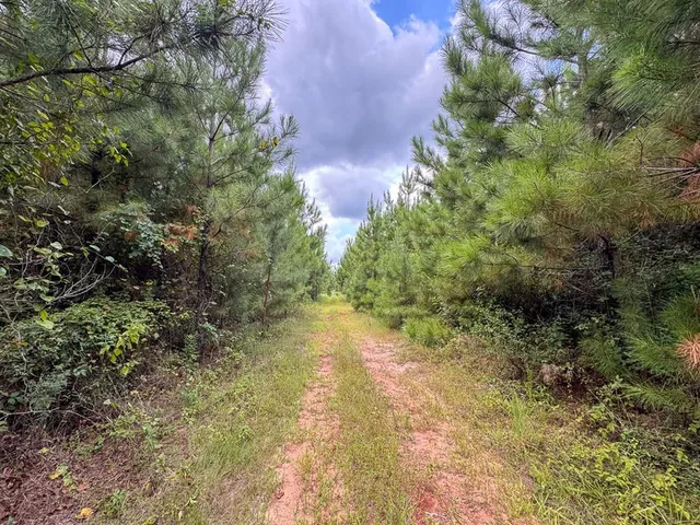 a view of a yard with plants and a bench