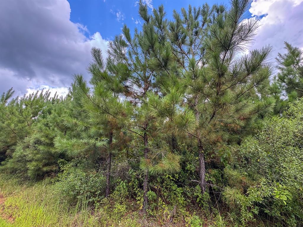 0 Warren Church Road Florien, LA 71429 - Photo 6 of 10 a view of a garden