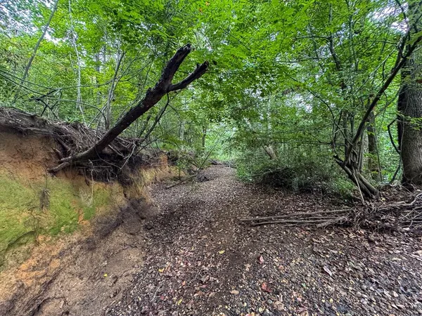 a view of a forest with a tree