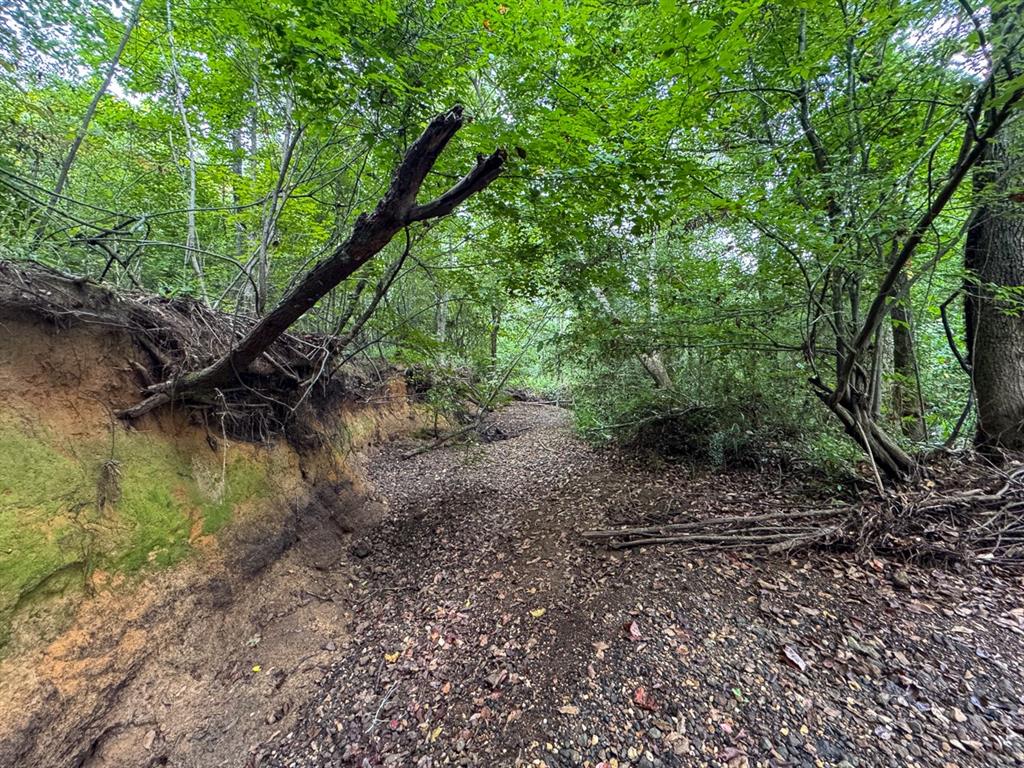 0 Warren Church Road Florien, LA 71429 - Photo 7 of 10 a view of a forest with a tree