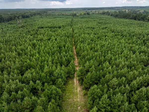 a view of a lush green forest with trees and a houses
