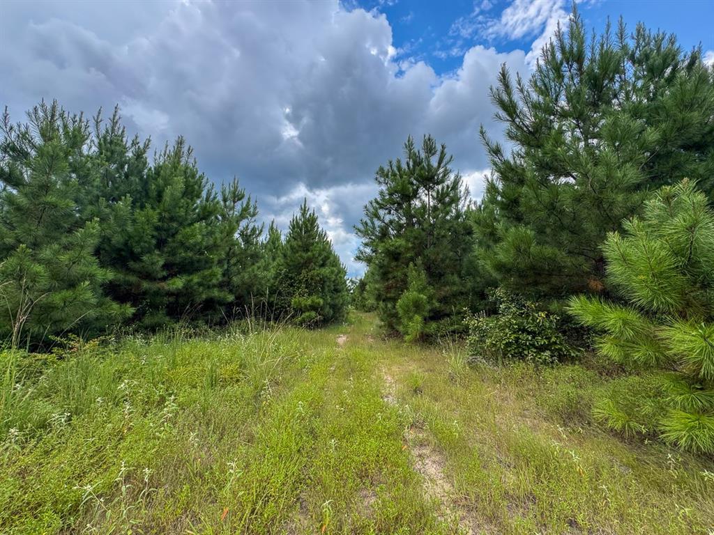 0 Warren Church Road Florien, LA 71429 - Photo 9 of 10 a view of a garden