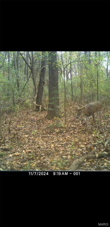 8206 Eakin Grove Road Benton, IL 62812 - Photo 13 of 54