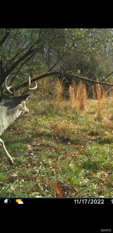 8206 Eakin Grove Road Benton, IL 62812 - Photo 16 of 54