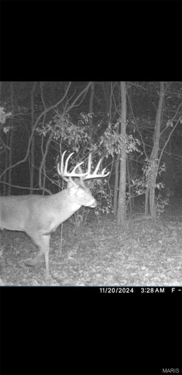 8206 Eakin Grove Road Benton, IL 62812 - Photo 4 of 54