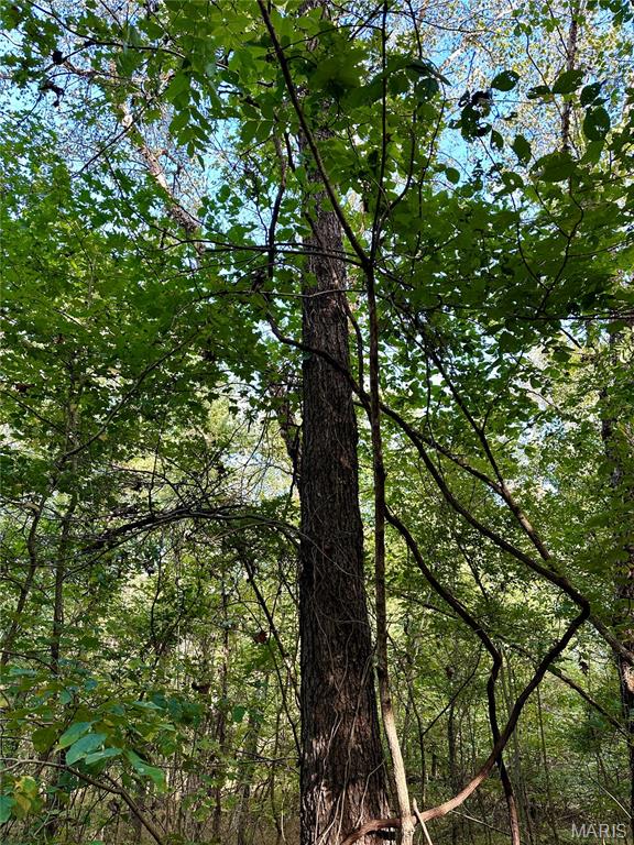 8206 Eakin Grove Road Benton, IL 62812 - Photo 42 of 54