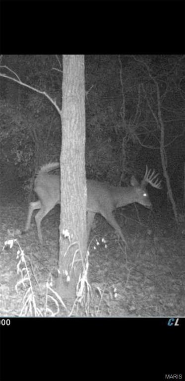 8206 Eakin Grove Road Benton, IL 62812 - Photo 5 of 54