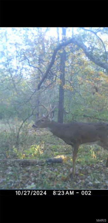 8206 Eakin Grove Road Benton, IL 62812 - Photo 6 of 54