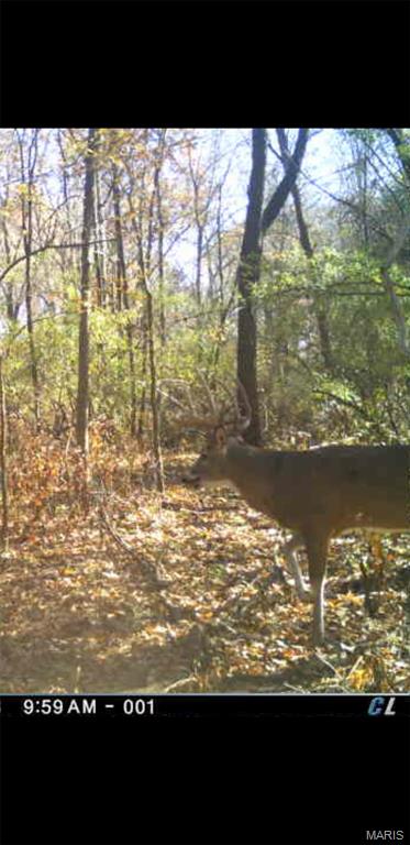 8206 Eakin Grove Road Benton, IL 62812 - Photo 7 of 54