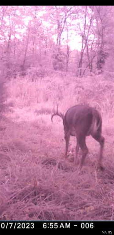 8206 Eakin Grove Road Benton, IL 62812 - Photo 9 of 54